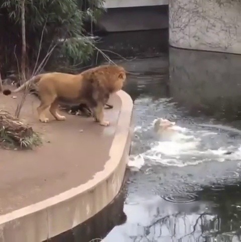 obeekris: justcatposts:   That universal feeling of terror when you skip a step accidentally  (via)    I can’t tell if the one lion is trying to help, or just constantly calling the other a clumsy dumbass 