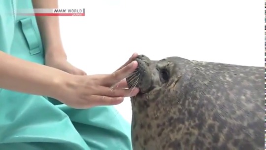 babyanimalgifs:  Seals are derpy, chonky and squishy  (via) 