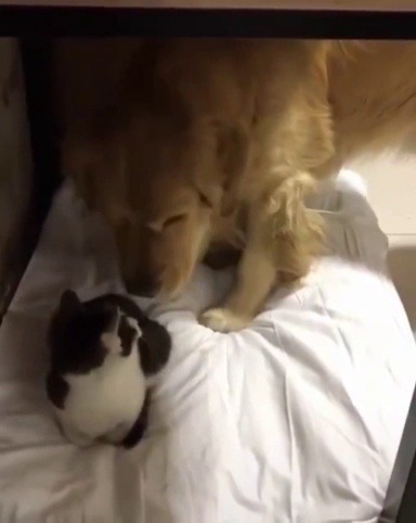 justcatposts:  A rather unexpected outcome  (via) 