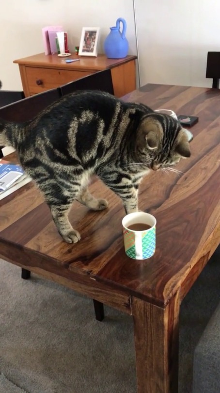 justcatposts:  He ‘buries’ coffee because he doesn’t like the smell. (via)