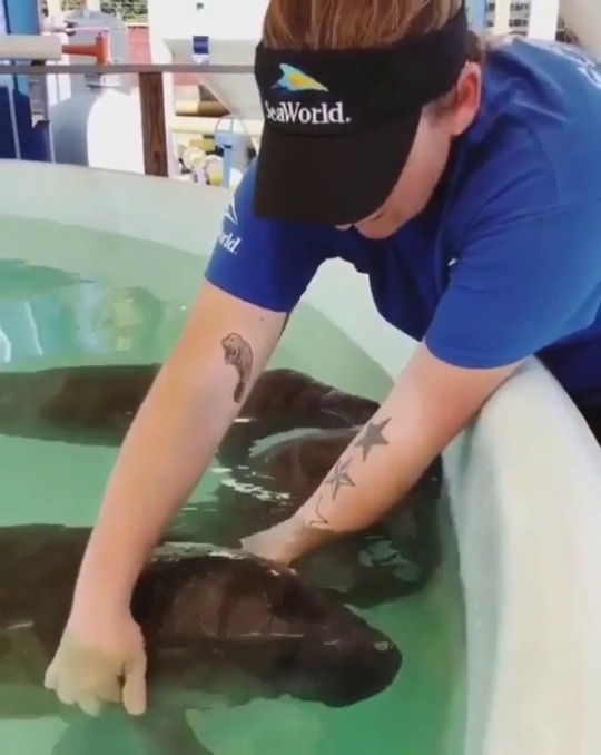 babyanimalgifs: How to Feed Baby Manatees  (via) 