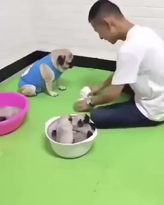 Doggie wins (via)