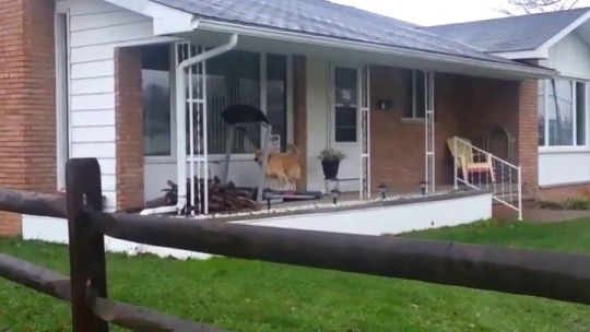 babyanimalgifs:  A good boy taking himself for a walk while it’s raining (via)