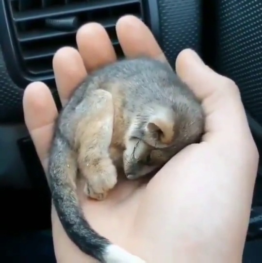babyanimalgifs:  A baby ringtail possum warming up in front of a car heater after getting rescued  (via) 