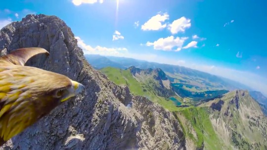 babyanimalgifs:  Breathtaking- Eagle flying over the Alps  (Source) 