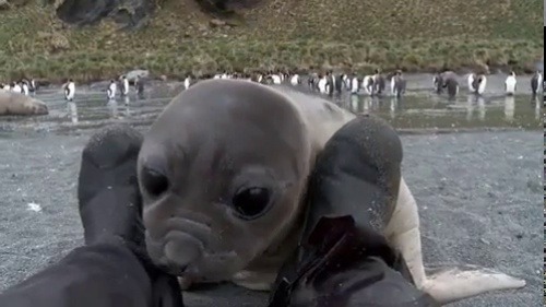 babyanimalgifs:  A wildlife photographer was photographing elephant seals on a beach and a baby came over to check him out (Source)