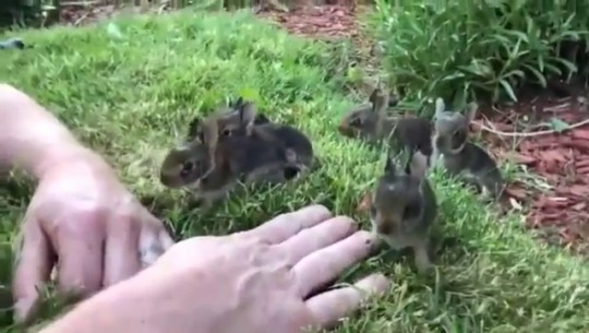 thesassybunnies:  Guy coaxing a litter of curious baby bunnies out of his garden  (Source) 