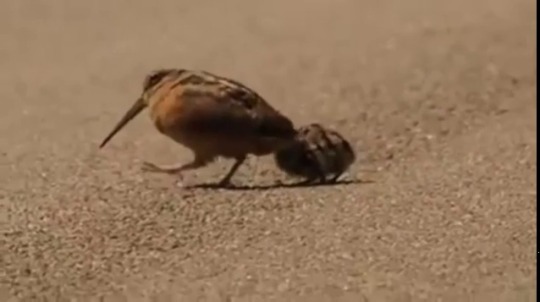 center4ants: babyanimalgifs:   American woodcock luring worms  (via)    