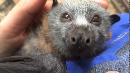 thenatsdorf:Adorable bat makes sounds while getting chin scritches.[source]