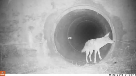 Coyote and a Badger “teaming up” (Source)