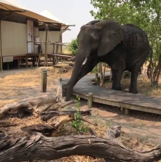 babyanimalgifs:  Young bull elephant politely stepping over a walkway at a nature preserve (Source)