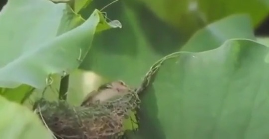 bethanythemartian:babyanimalgifs:Bird threading pine needles through a leaf to shelter its nest (via) this bird is fucking sewing 