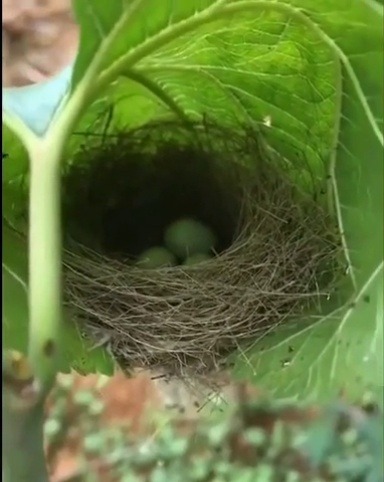 babyanimalgifs: Amazingly woven nest in a leaf. Birds are genius architects.  (via)