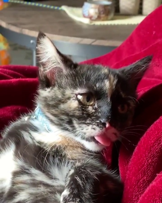 catsofinstagram: From @k.brace: “This is Kira. She protec, She attac, but most