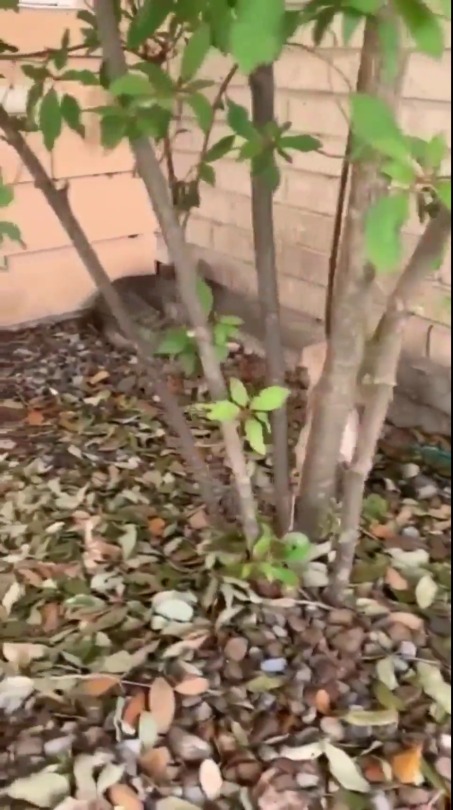 everythingfox:  No hiding from the pupperino(via)