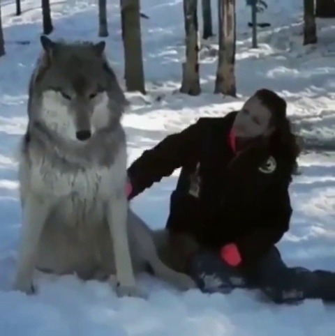 babyanimalgifs: Beautiful grey wolf becomes a good boy when visited by woman who helped raise his pack  (via) 