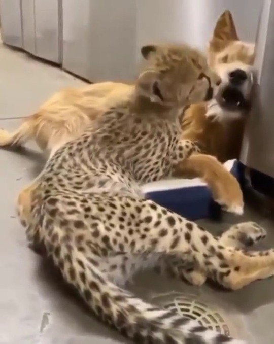 justcatposts: A young cheetah and their canine adult photos