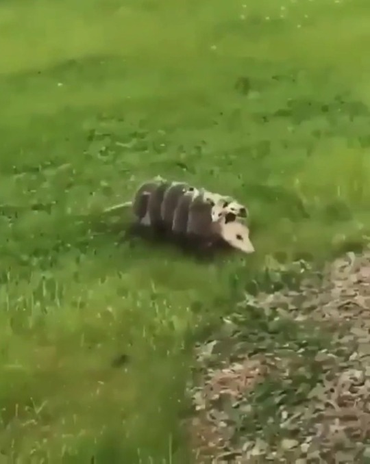 babyanimalgifs:  Opossum mom carrying her babies (via)