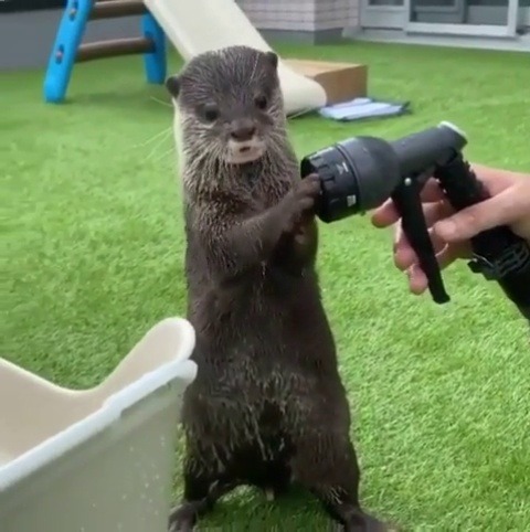 thingssthatmakemewet:  coffeeanwhiskey:  babyanimalgifs:  No Spray (via)   But🥺 why is it sooo cute😭😭🖤🖤   @mossyoakmaster BABE LOOK AT HOW FUCKING CUTE 😍😍😍   Awww , fucking adorable! 😍😍🥺🥺