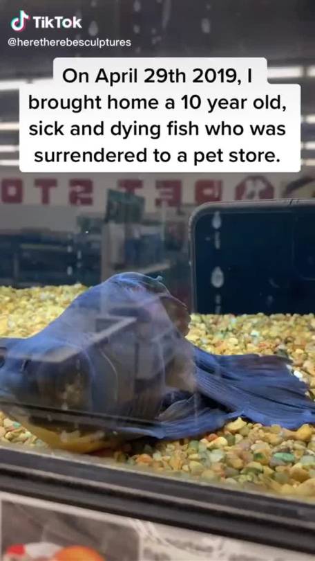 solarpunkcast:vulcanette:fucking goldfish tiktok made me cry bro humans be like “is anyone going to nurse this animal back to health?” and not wait for an answer