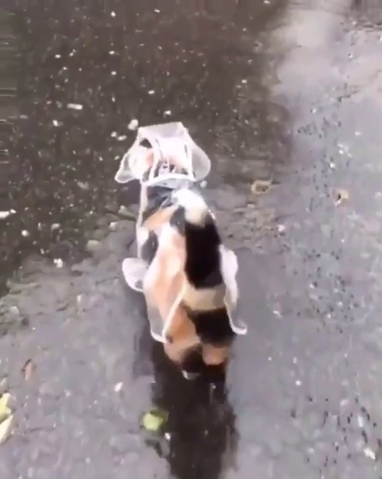 Ever seen a cat with a raincoat before? Now you have. : r/aww