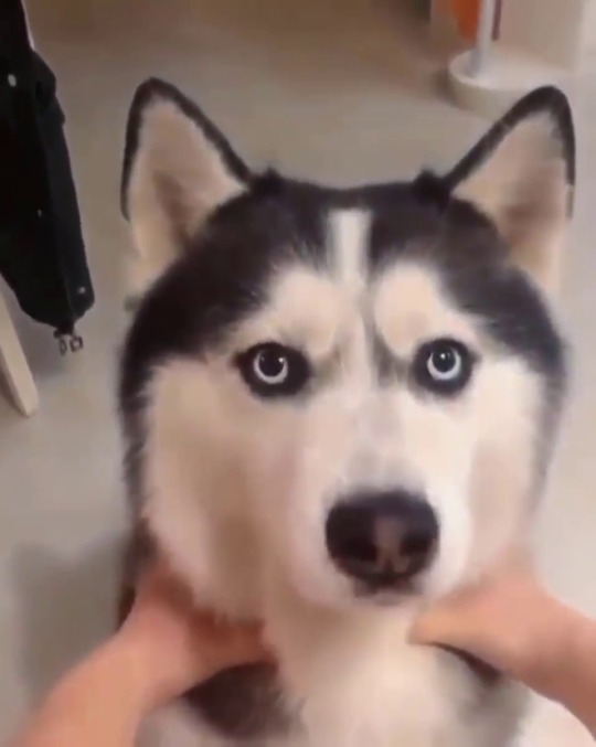 everythingfox:  “Fluffy husky startup”(via)   Haha Awww 