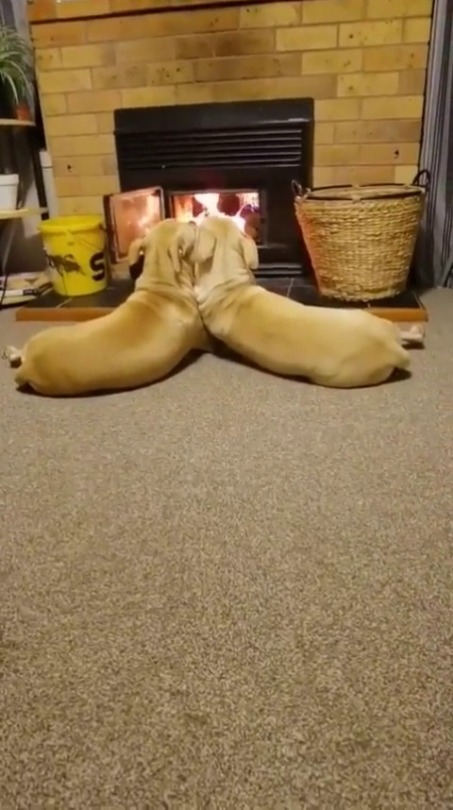 babyanimalgifs:  Cosy Couple  (via) 