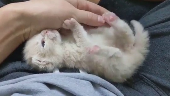 catsofinstagram: From @fosterbabycats: “Volume up for the sweetest little Hanky motor ♥️ the background noise is the incubator running! Hank always demands a cuddle sesh after his bottle 🍼” #catsofinstagram  [source: https://instagr.am/p/CC8_zl8FRQt/