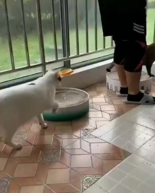 She just wants attention 😢 via 符绾