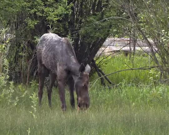 wesleyaston Saw this moose the other day taking a dirt road detour only to see a road closed sign 11 miles down the road. We...