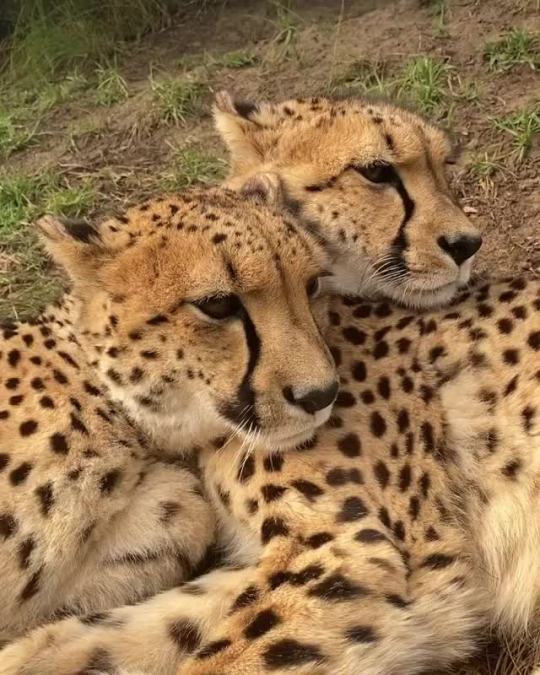 Always nice to have a sister to clean behind your ears 👂 😂 (via)