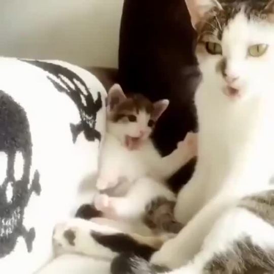 This Kitty Learning To Groom (via)