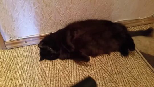 Fuzzy void refuses to move (via)