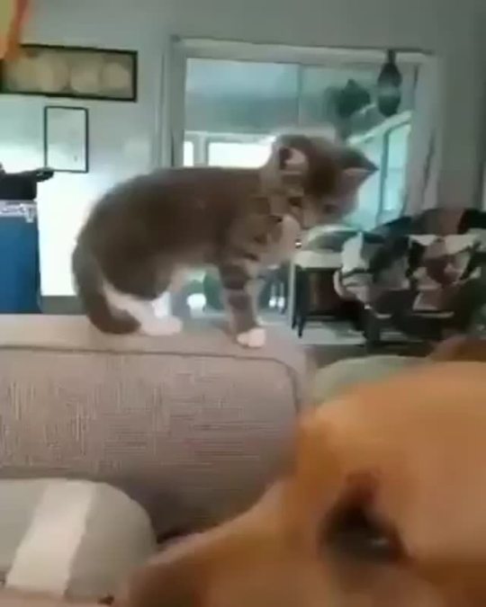 Kitten mimics his human petting the dog (via)