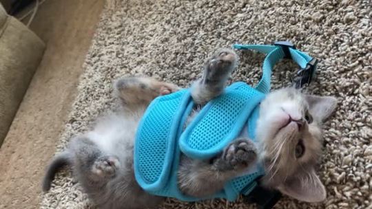 We bought our new sweet kitten a harness for walks. We had her try it on to get her comfortable with it and I’m not sure she...