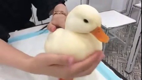 everythingfox:Petting a mighty fine duck
