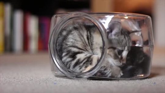 “My little kitten is having the time of his life inside of this fishbowl“ (Source)