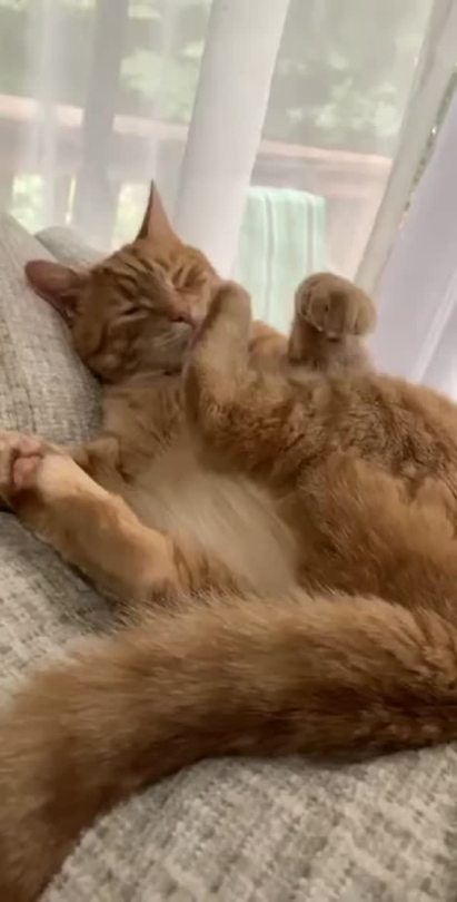 George doesn't realize he can't scratch his ear while lying down (via)