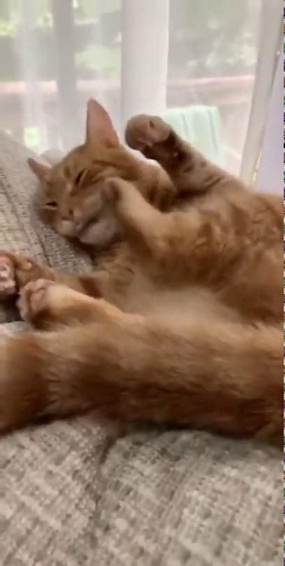pigcatapult: tell-the-stars-hello:  justcatposts:   George doesn’t realize he can’t scratch his ear while lying down  (via)    don’t worry everyone, this isn’t anything to worry about :)  This cat is LEG BOUNCING himself in the face 