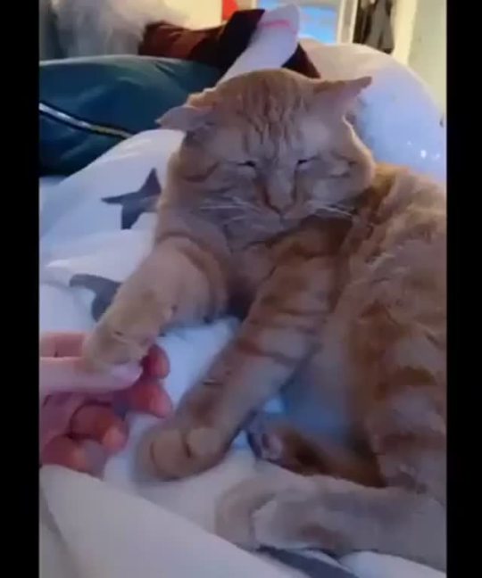 Oh not this paw...but you can touch this one (via)