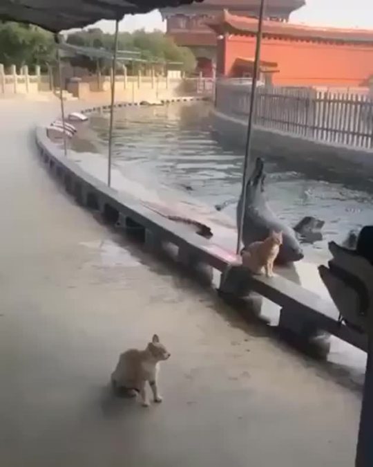 Trying to impress cats and failing is universal (via)