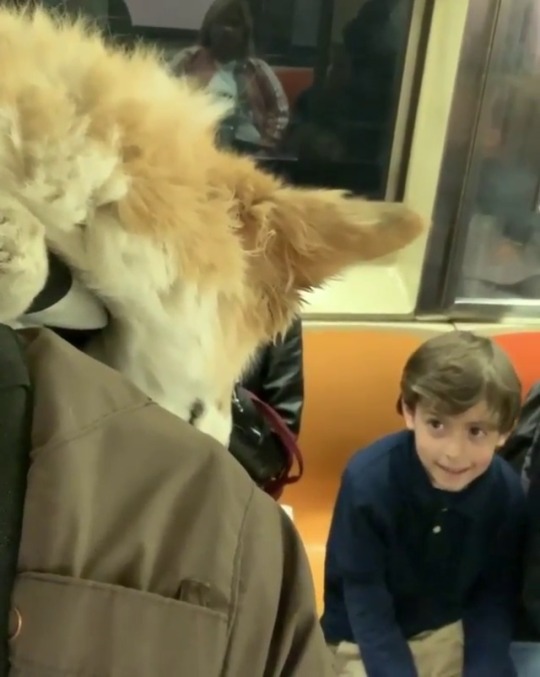 Porn photo babyanimalgifs:  Maxine, the subway doggo (via)