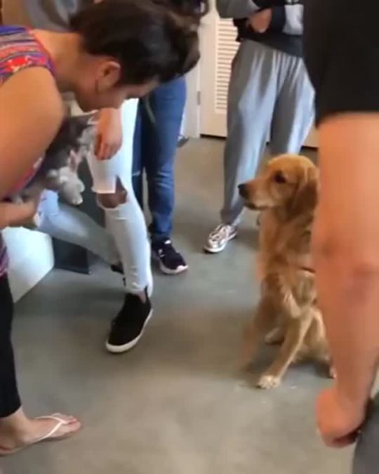 Golden boi meets baby kitty (via)
