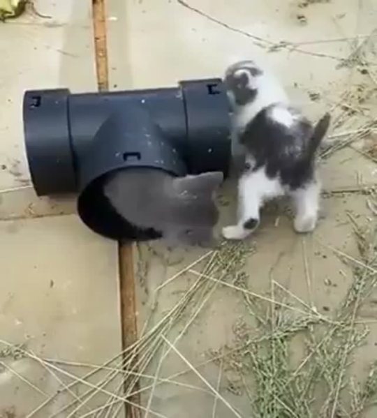 Kitty loop (via)