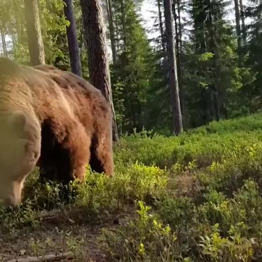 Campers woke up a giant grizzly bear near their tent Source