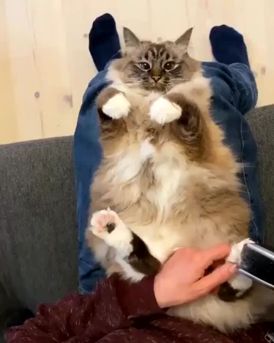 Some kitties need their toe fluff trimmed so they don't slip on hard floors (via)