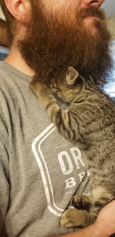 My husband said "there is no possible way we are keeping the kitten". So we kept the kitten. (Source)