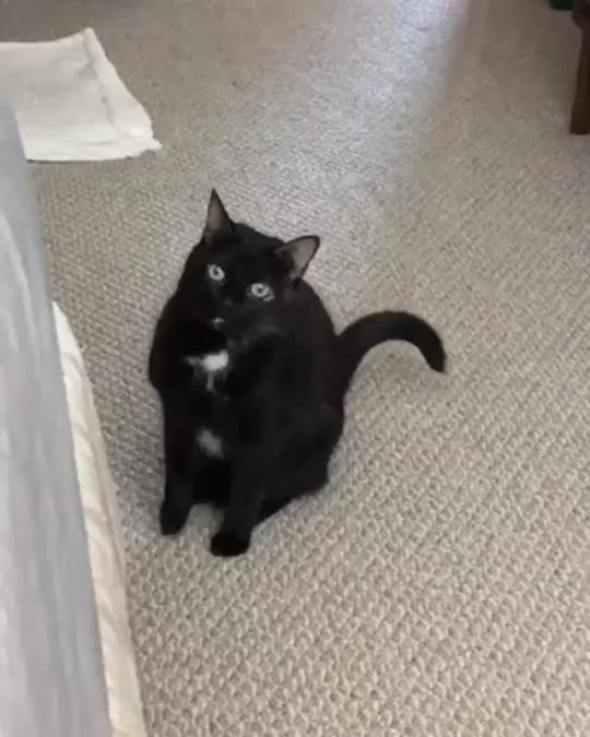 Hmmm... something is different with Mimo’s meows.... 🤔😹❤️ (Source)