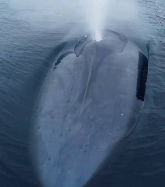 flightrisqueworld:  debelice:     Majestic AF …and just like that… the blowhole began to look like my own nostrils 😱 