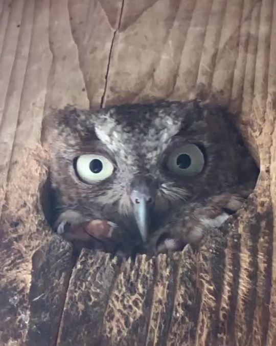 raptor_rehab_of_kentucky Peek A Hoo! Nest boxes, in our mews and flights, offer places to hide and rest for the Eastern Screech...